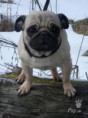 /album/foto-mops/vystraseny-mopsik-jpg/